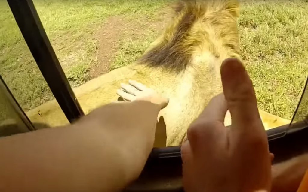 petting safari park lion